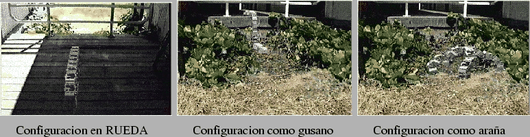 \includegraphics[]{ps/polypod-loc1.eps}